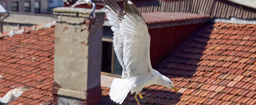 Residential Chimney Animal Removal Solution in Bellmore, NY