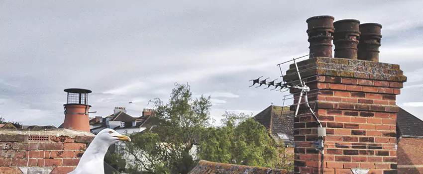 Chimney Cleaning And Restoration in Bellmore, New York